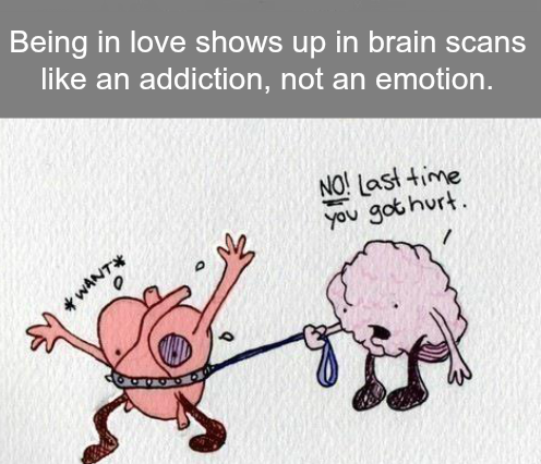 peaklevel_love_emotion_brain